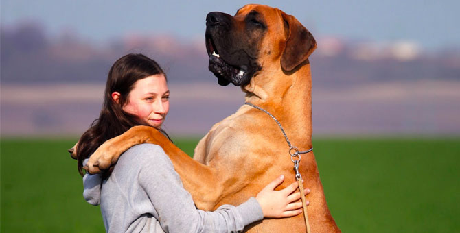 Verdens største hund - Grand Danois