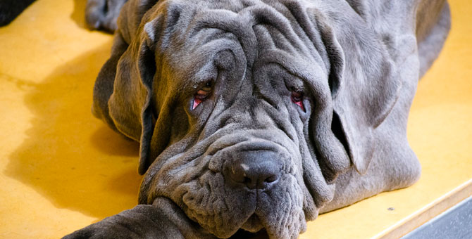 Napolitansk Mastiff - er det verdens største hund?