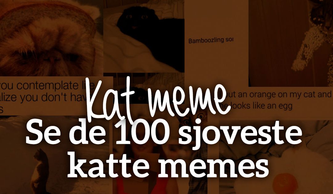 Kat meme – 100 sjoveste katte memes