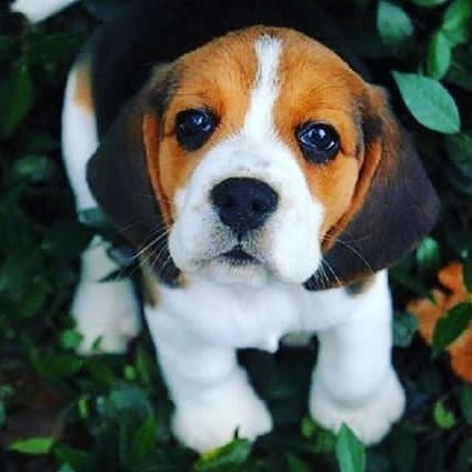 teacup beagles