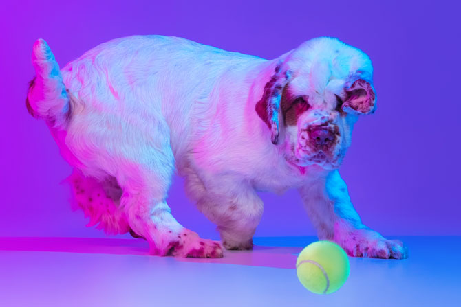 Clumber Spaniel