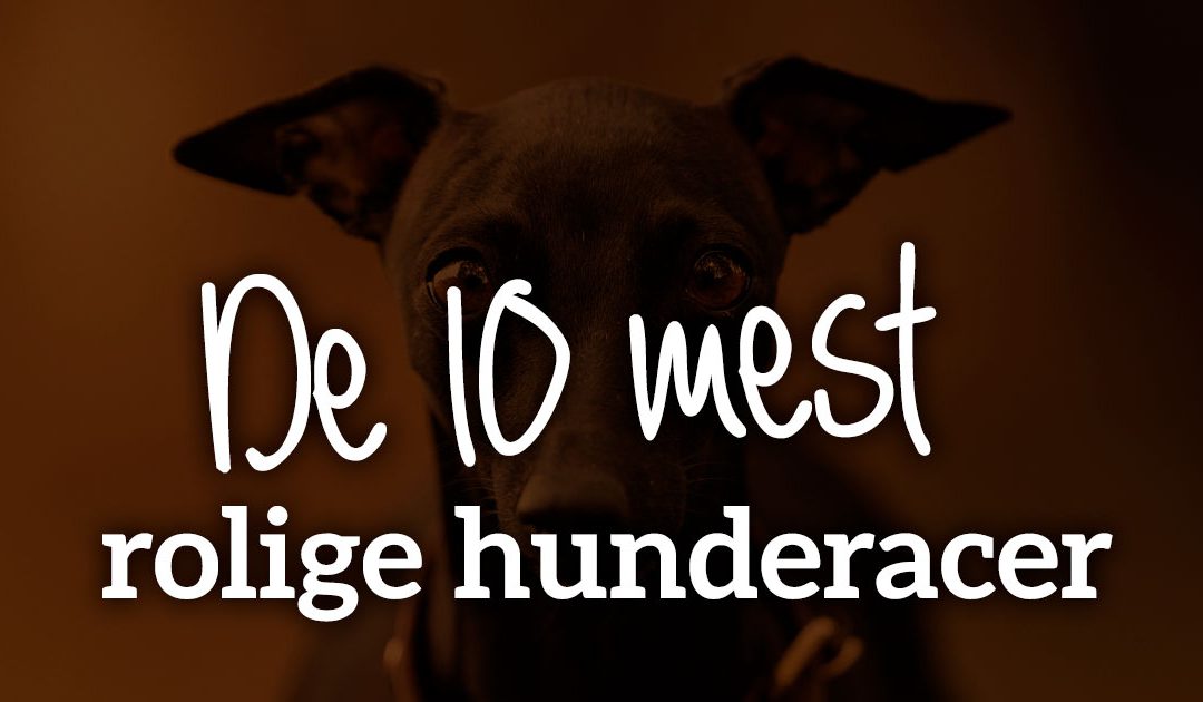 De 10 mest rolige hunderacer – Find den perfekte hund til din familie