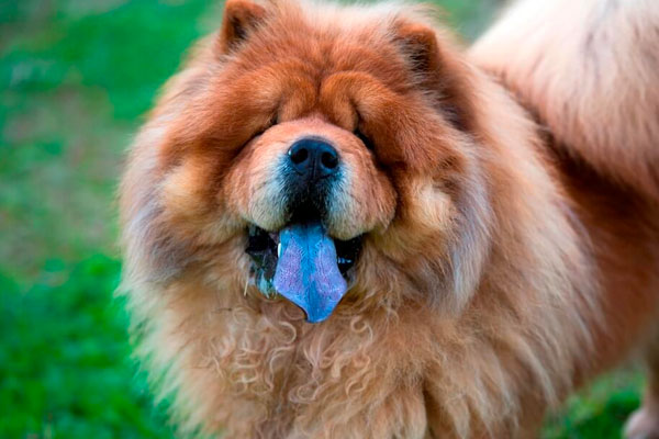 Hund med blå tunge