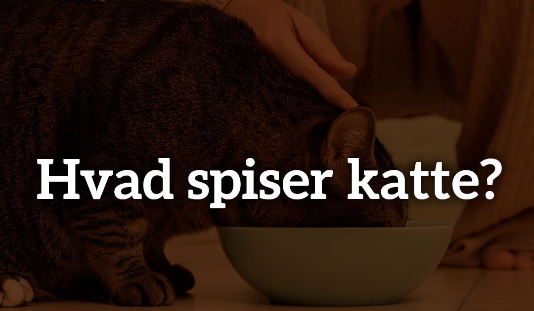 Hvad spiser katte?