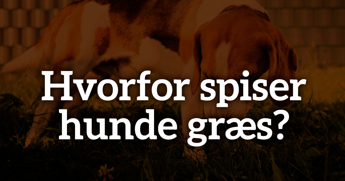 Og så videre Aubergine heroisk Hvorfor spiser hunde græs?