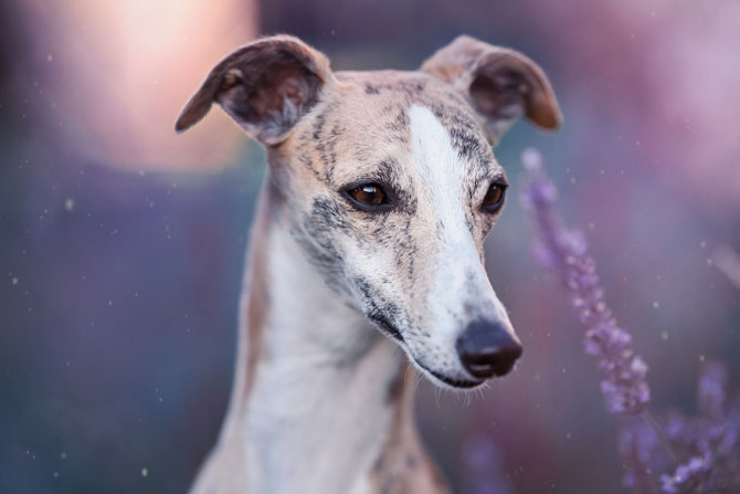 Whippet