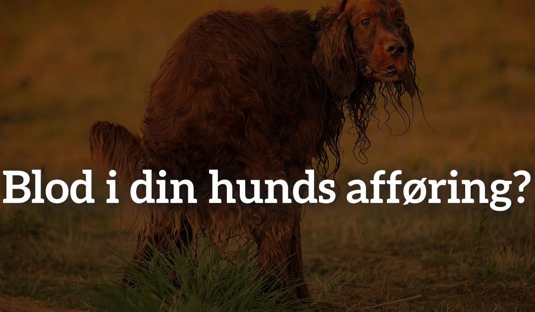 Blod i din hunds afføring