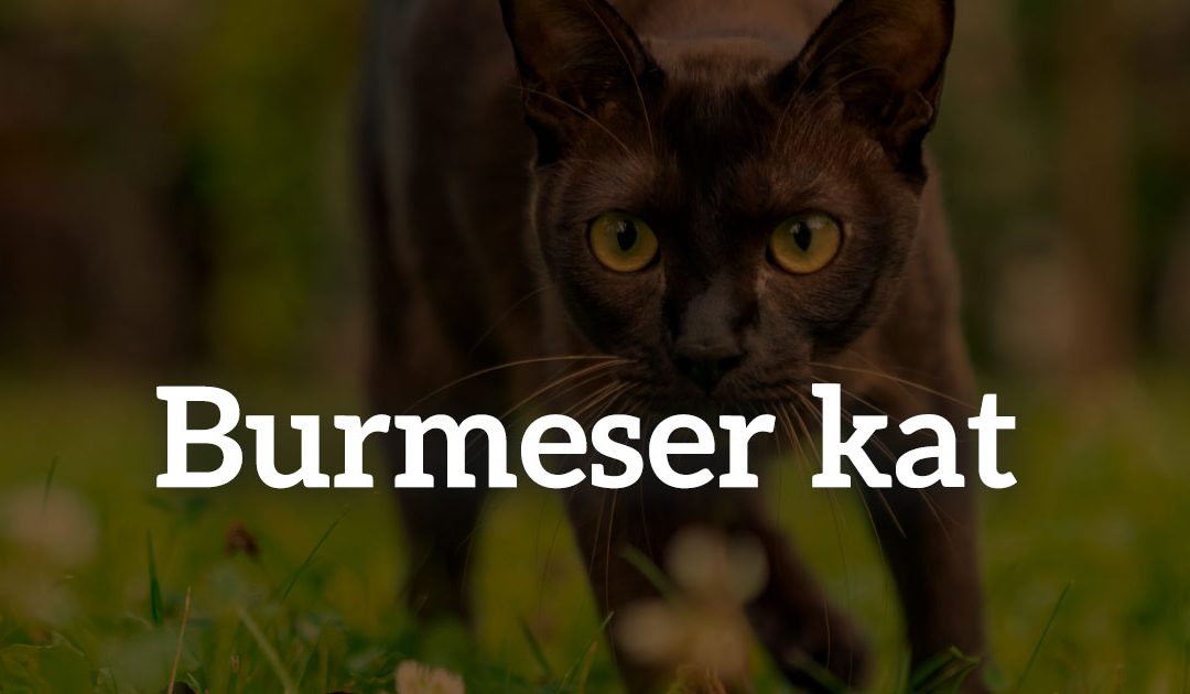 Burmeser kat