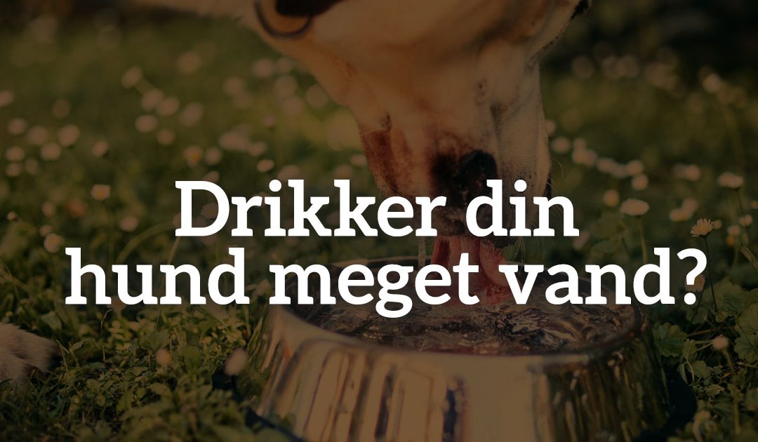 Drikker din hund meget vand?