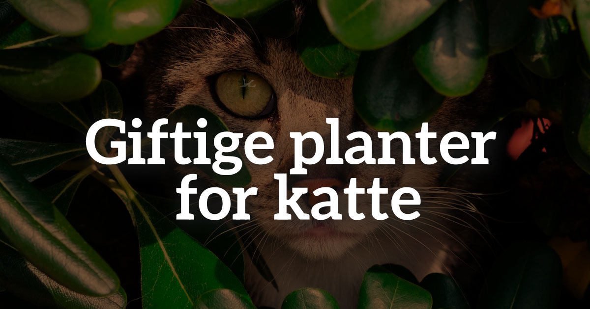 skør Fortære Hurtigt Giftige planter for katte! Selv disse almindelige planter!