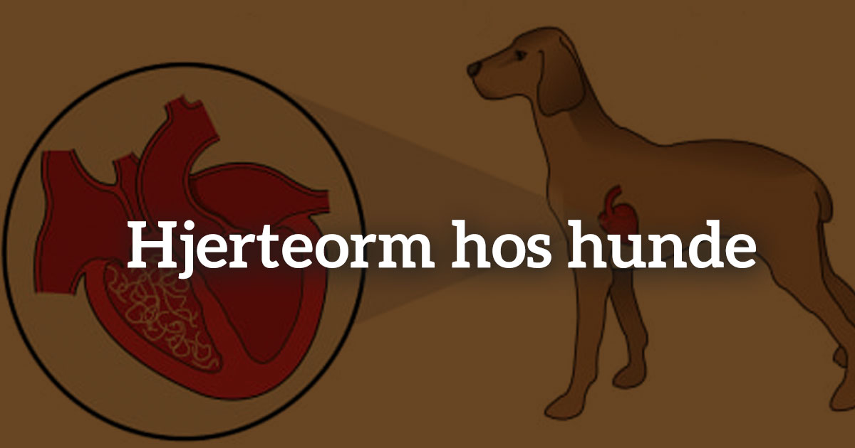 tweet Indtil faktum Hjerteorm hos hunde. Er det farligt? Og hvad kan du gøre?