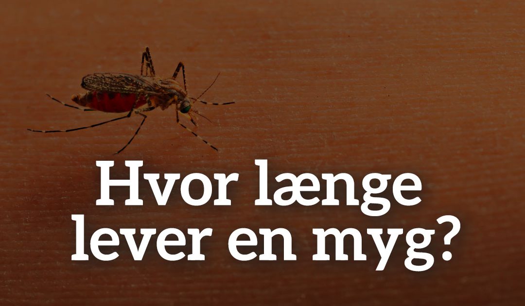 Hvor længe lever en myg?