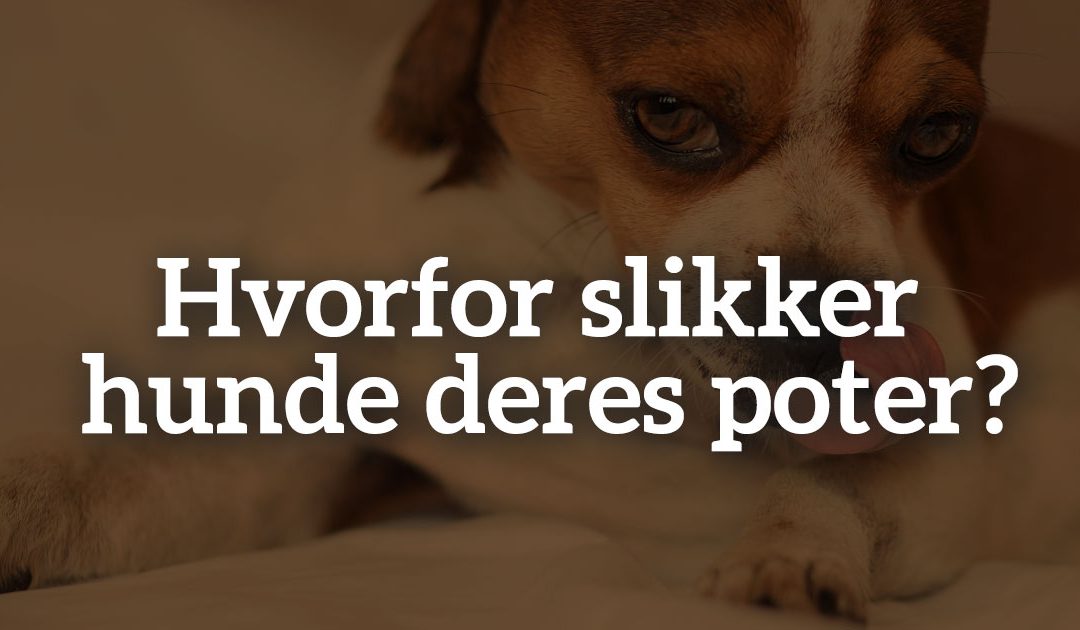 Hvorfor slikker hunde deres poter?