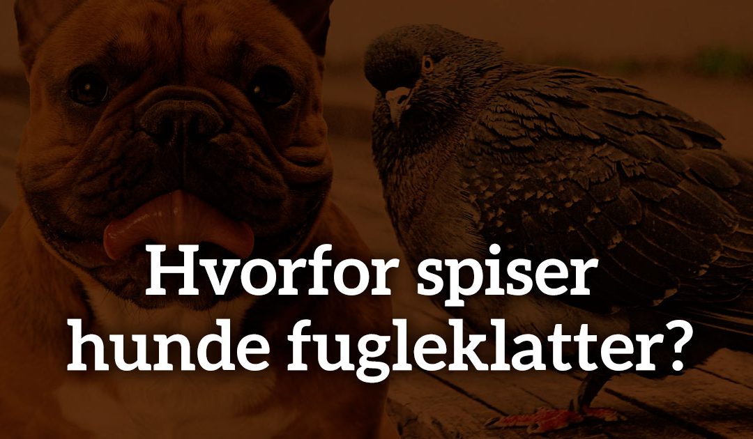 Hvorfor spiser hunde fugleklatter?