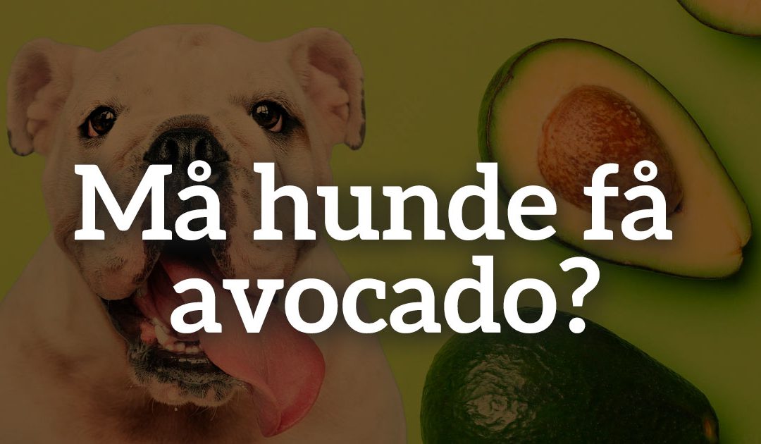 Må hunde få avocado?
