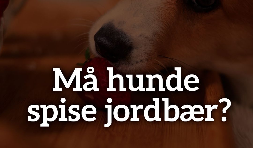 Må hunde spise jordbær?