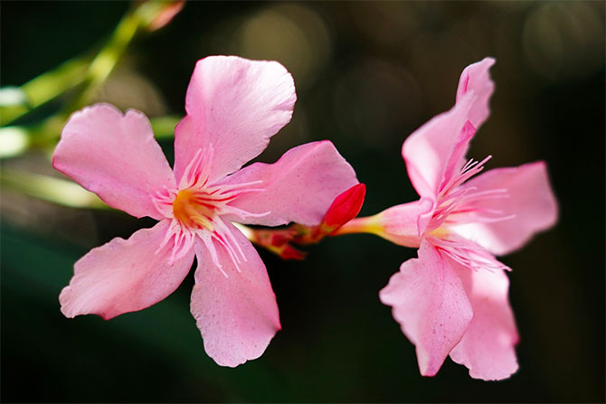 Nærbillede af to lyserøde oleander blomster.