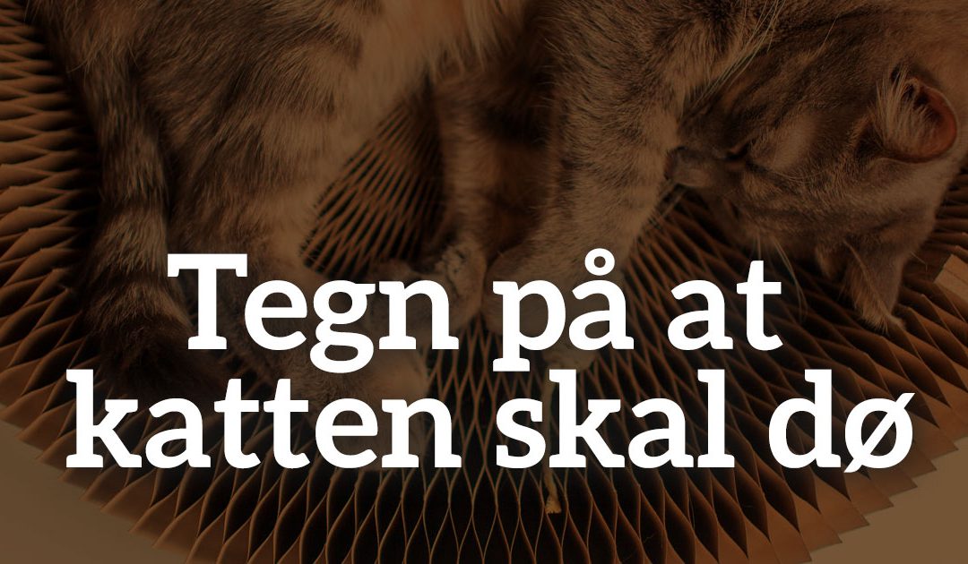 Hvordan du kan genkende de sidste tegn på din kats liv – En guide til at tage afsked