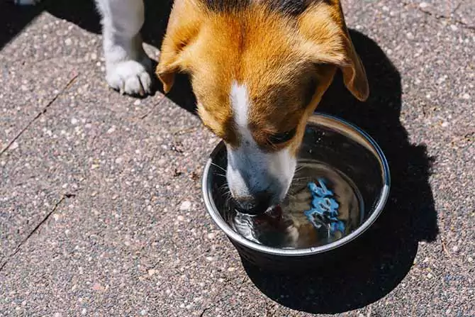 Beagle hund drikker vand af vandskål.