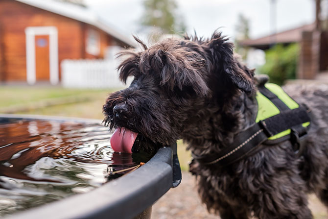 Drikker din hund meget vand? hvornår skal du være bekymret?
