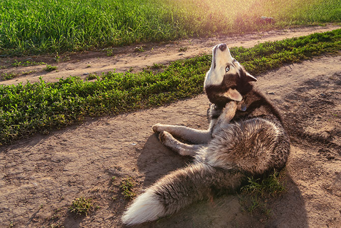 Siberian Husky der klør sig i øret