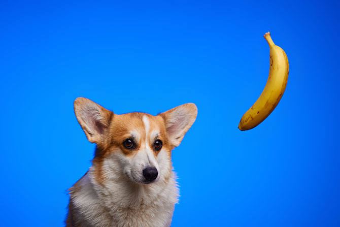Alarmerende Glad helikopter Må hunde spise banan?