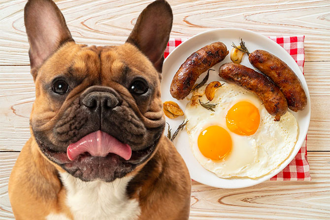 Hund vil gerne spise æg