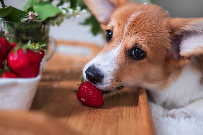Hund er i gang med at spise et jordbær.