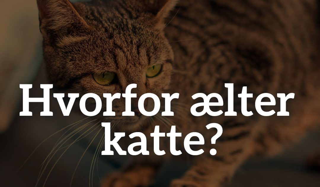 Hvorfor ælter katte?