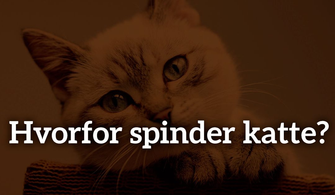 Hvorfor spinder katte?