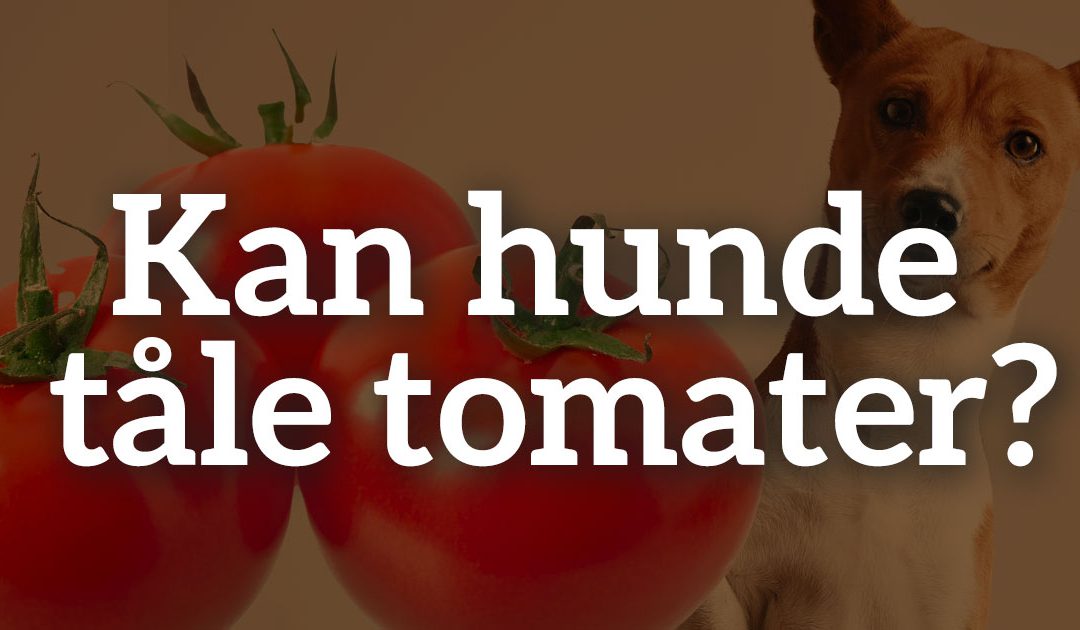 Må hunde få tomater?