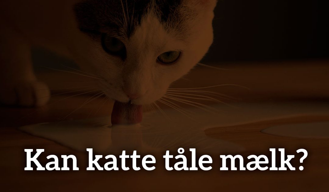 Kan katte tåle mælk?