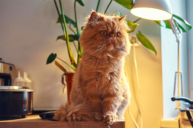 Kat der sidder på et bord med planter