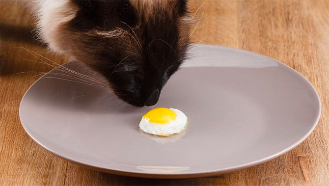 kat der spiser æg fra en tallerken