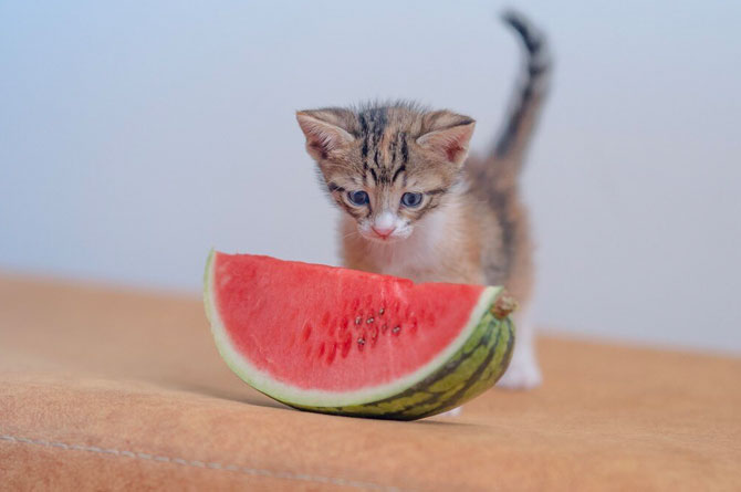 Kattenavne kan også blive inspireret af frugt - her er det en melon