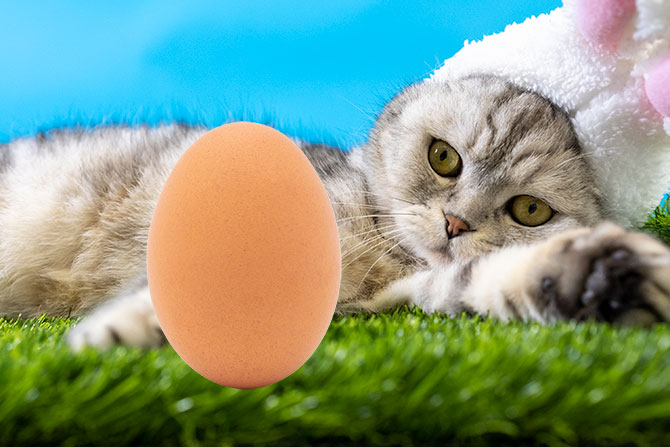 Kan katte spise æg?
