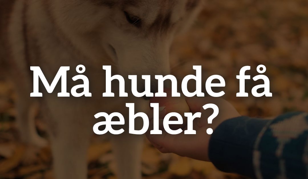 Må hunde få æbler? Alt du skal vide om æbler og hunde