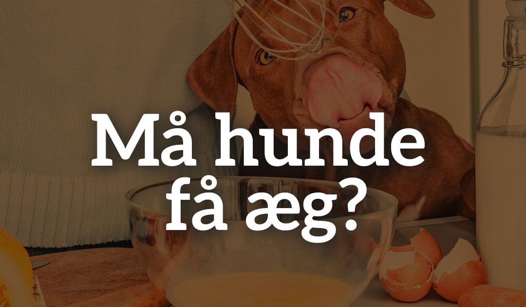 Må hunde få æg?