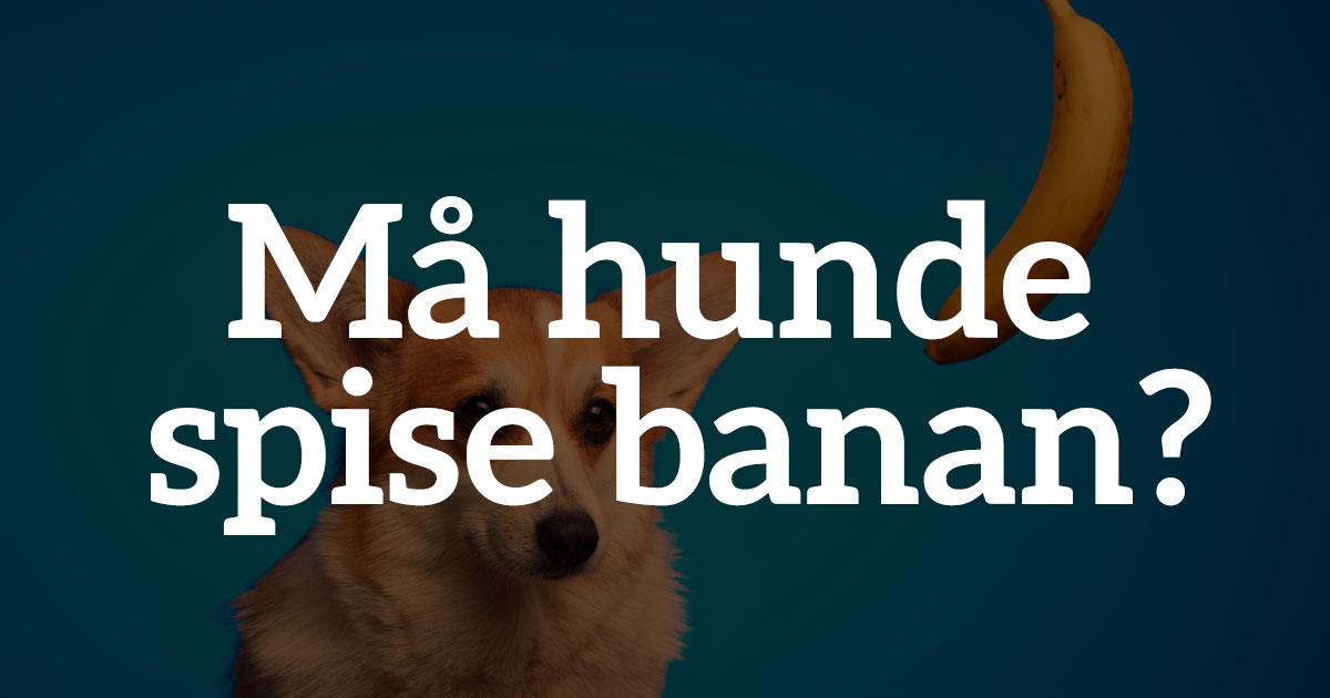 Alarmerende Glad helikopter Må hunde spise banan?