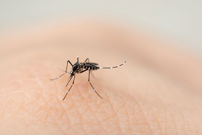 Myg der suger blod på en arm.