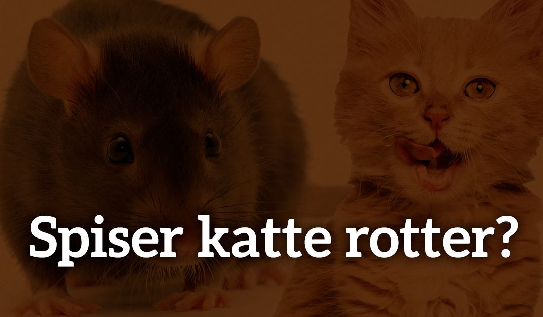 Spiser katte rotter?