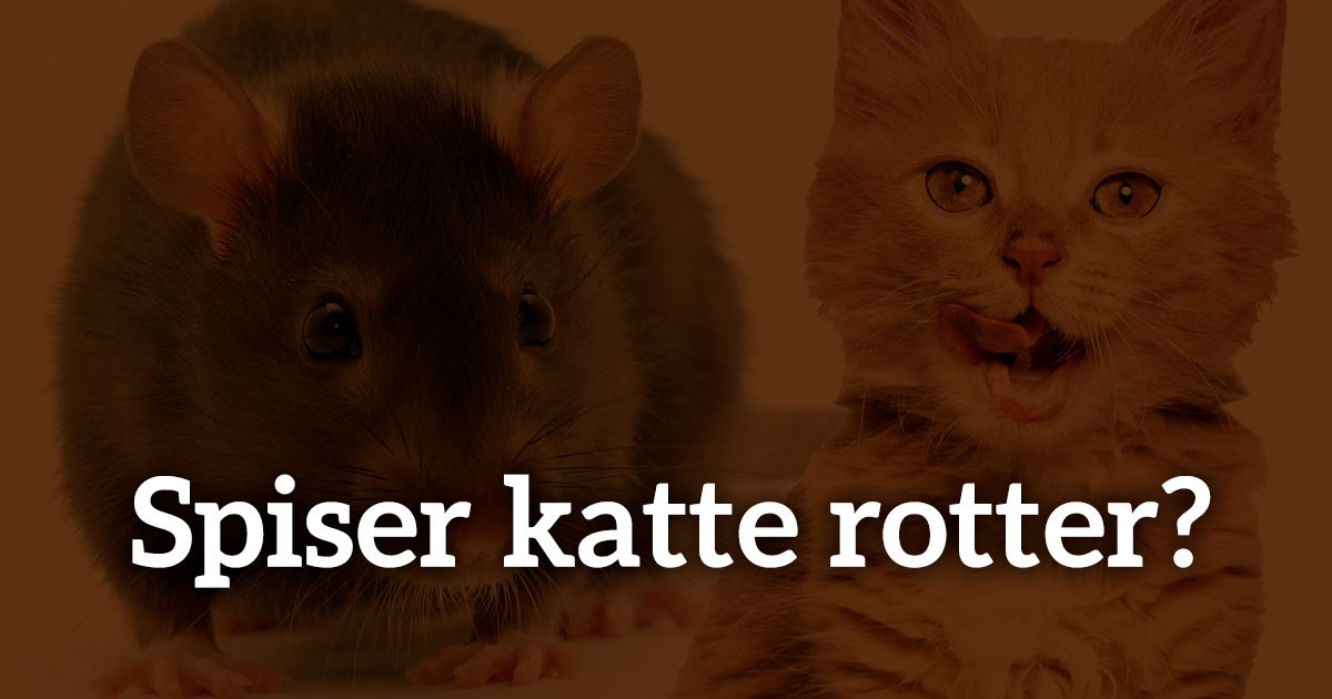 abort hoppe Erobre Spiser katte rotter? Og er det usundt for katte?