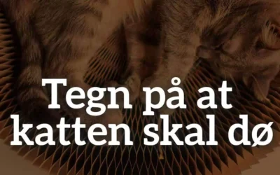 Symptomer på en døende kat – Hvornår skal den aflives?