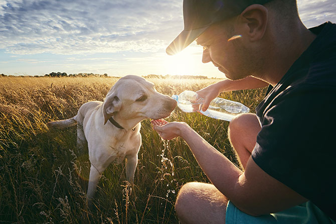 Drikker din hund meget vand? hvornår skal du være bekymret?