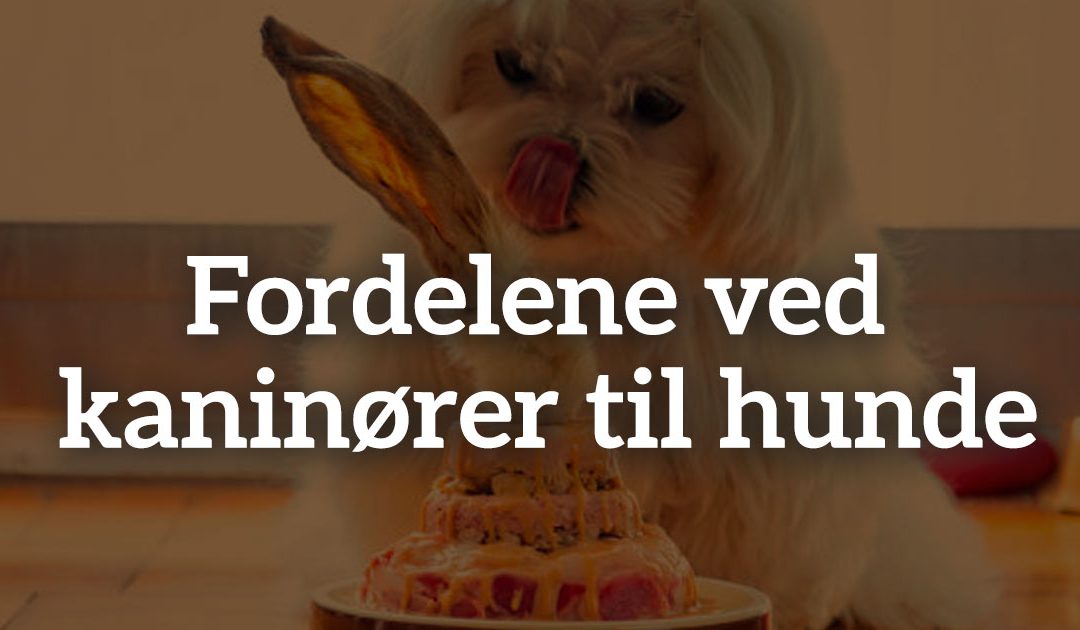 Fordelene ved kaninører til hunde