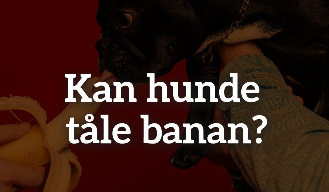 Må hunde få banan?