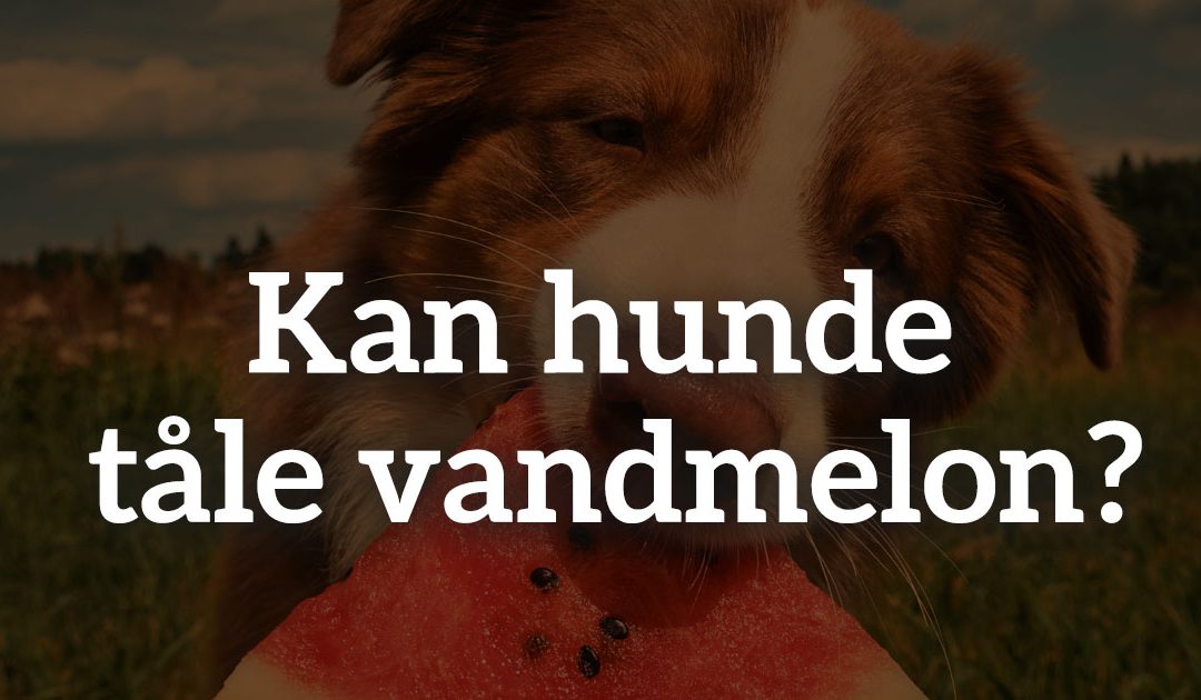 Kan hunde tåle vandmelon?
