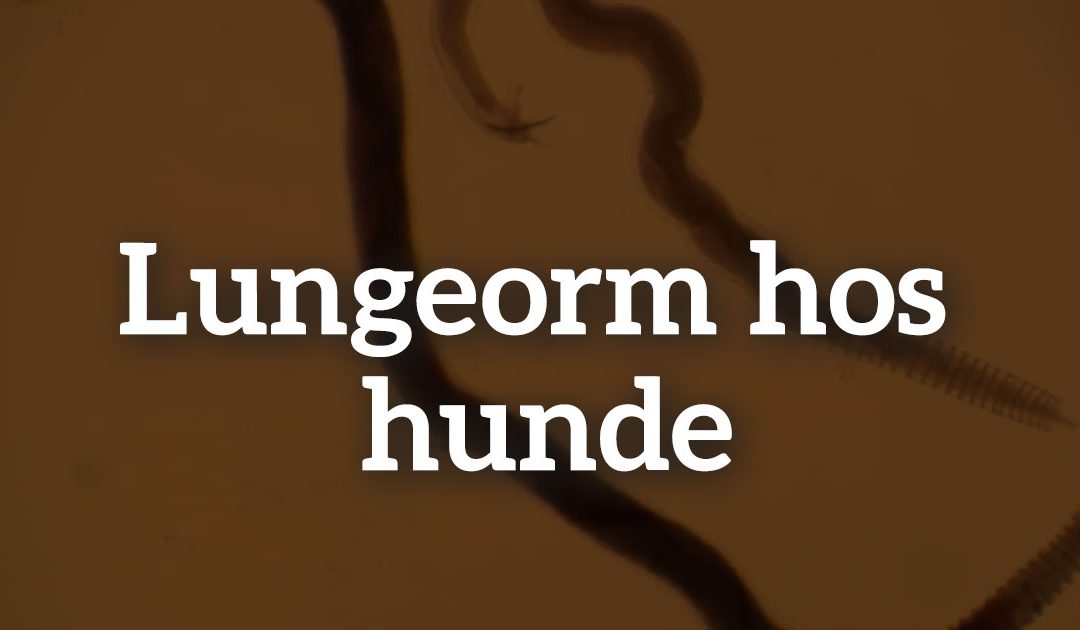 Lungeorm hos hunde