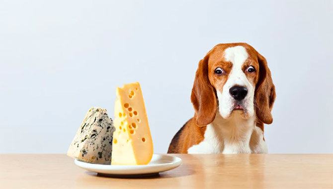 Hund skal til at spise ost