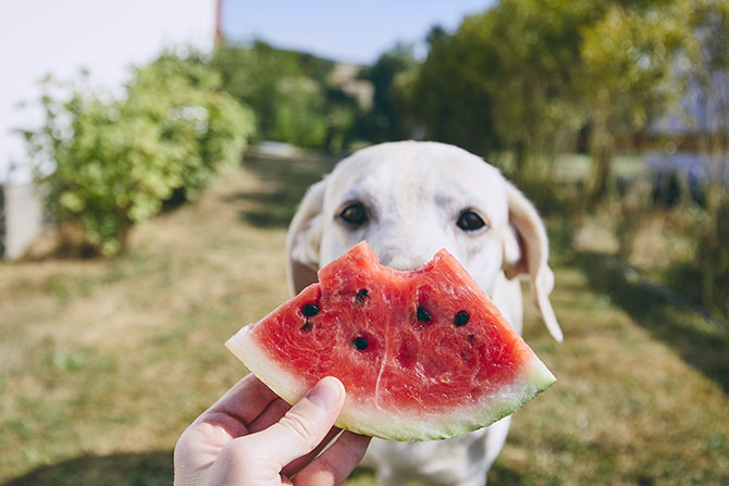 etik revidere Kejserlig Kan hunde tåle vandmelon? Få svaret her!